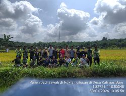 Lakukan Panen Perdana Poktan Cilosari Kec Tumbang Titi, wujud Ketahanan pangan Desa