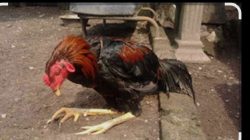 Sampar Ayam Melanda Kota Ketapang