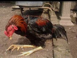 Sampar Ayam Melanda Kota Ketapang