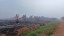 Hari Ini Kabut Asap Tebal Di Ketapang Perusahaan Sawit Dituding